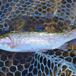 サクラマスを釣りに行ったんだが ～平谷湖フィッシングスポット～